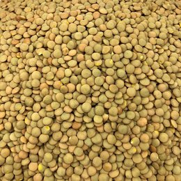 Bulk Organic Blonde Lentil