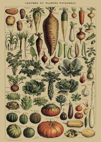 Affiche Légumes Vintage