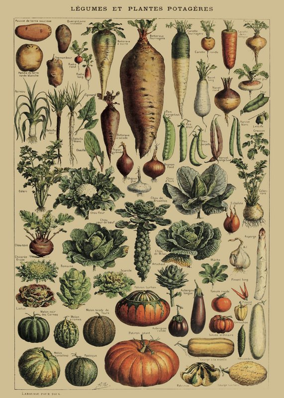Plakat Vintage grøntsager