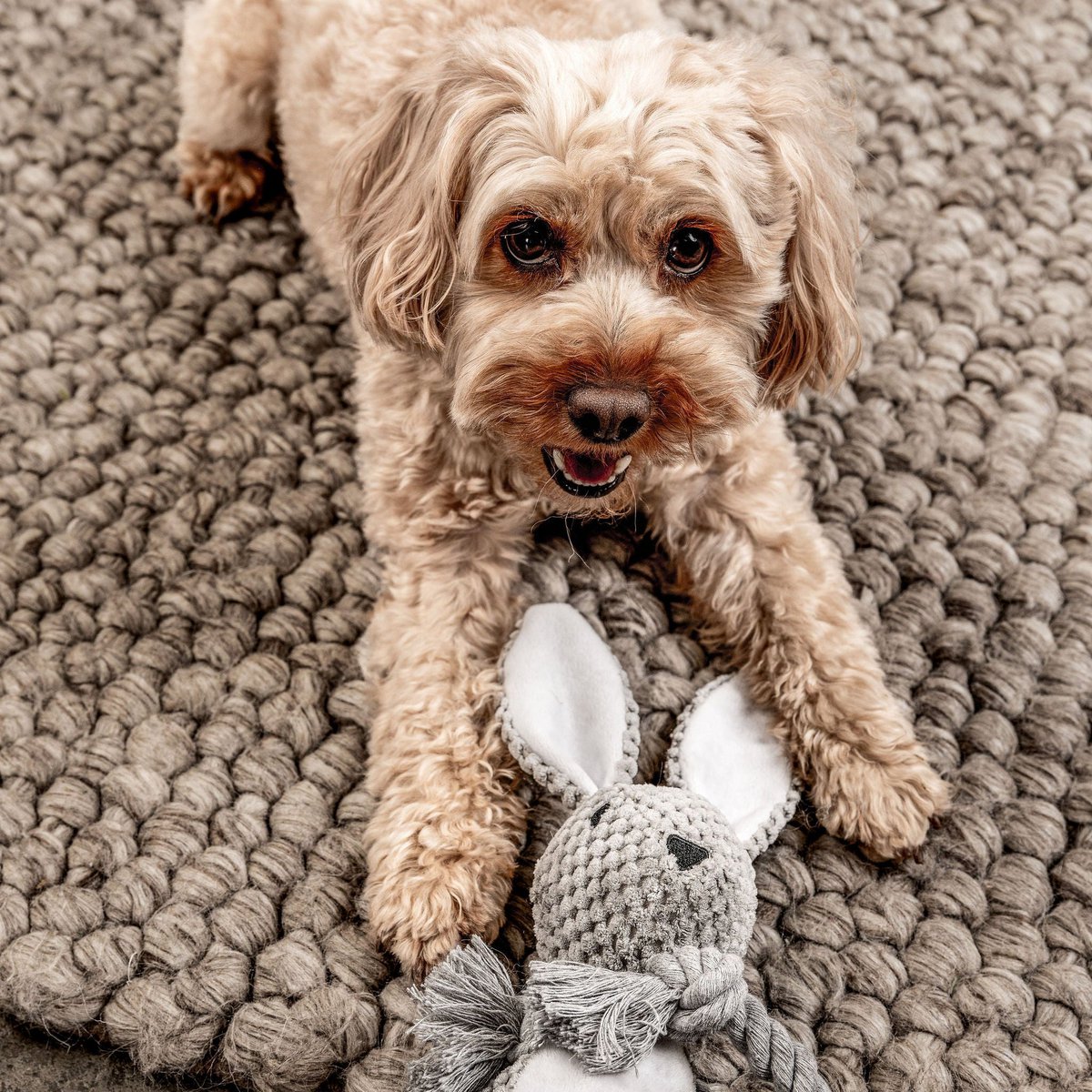 Jouet lapin Théo pour chien