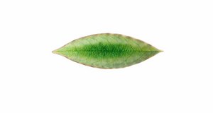 Lorbeerblatt 18 cm Riviera Tomate
