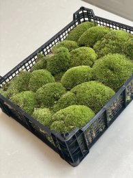 Live Cushion Moss - Vassoio completo - Verde e fresco