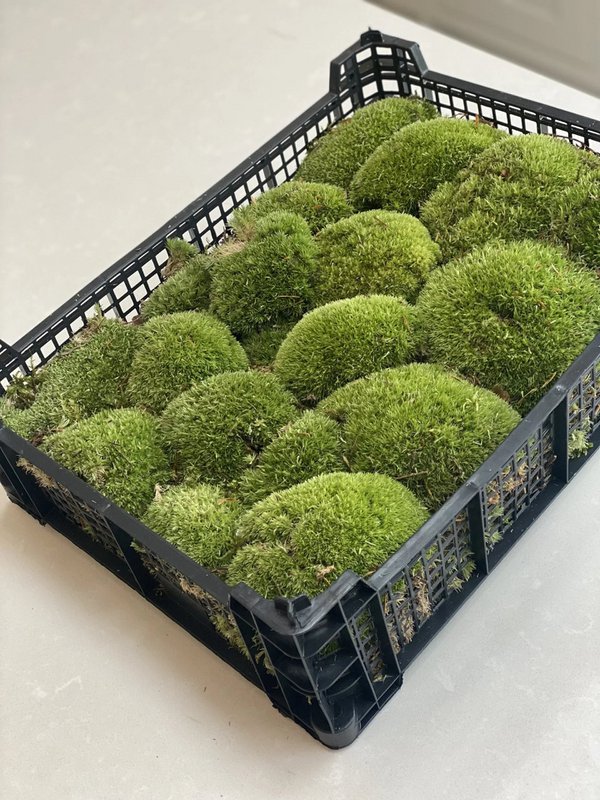 Live Cushion Moss - Vassoio completo - Verde e fresco
