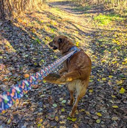 Dyb agua hundesnor