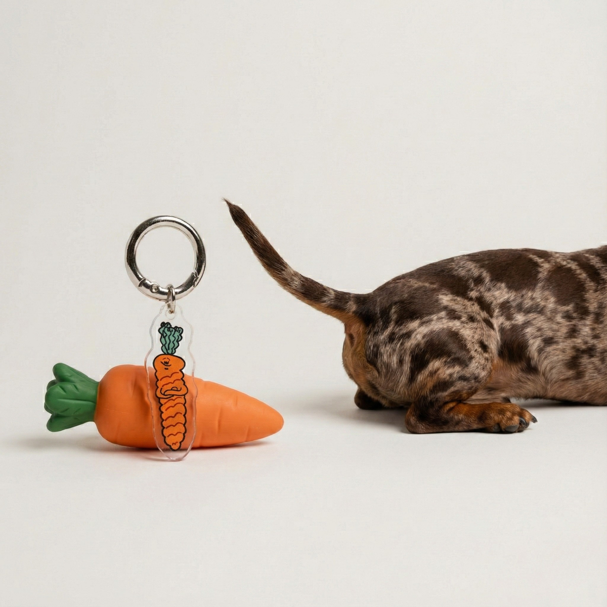 Le charme du chien snob