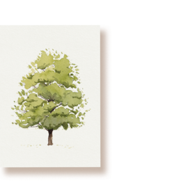A tall, slender fir tree with green needles and a brown trunk, depicted on a postcard.
