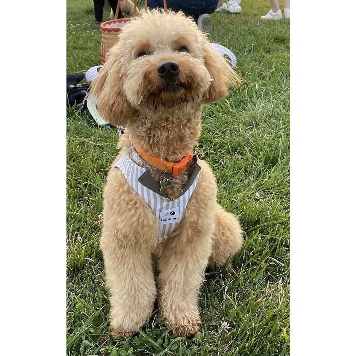 %100 Cotton Mercury Striped Collar Harness