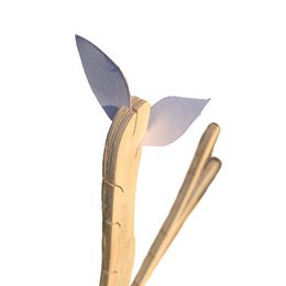 MooiHout – Dankbarkeitsbaum 50 cm hoch
