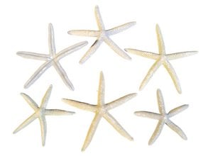 home dec shell starfish blue 6 pcs