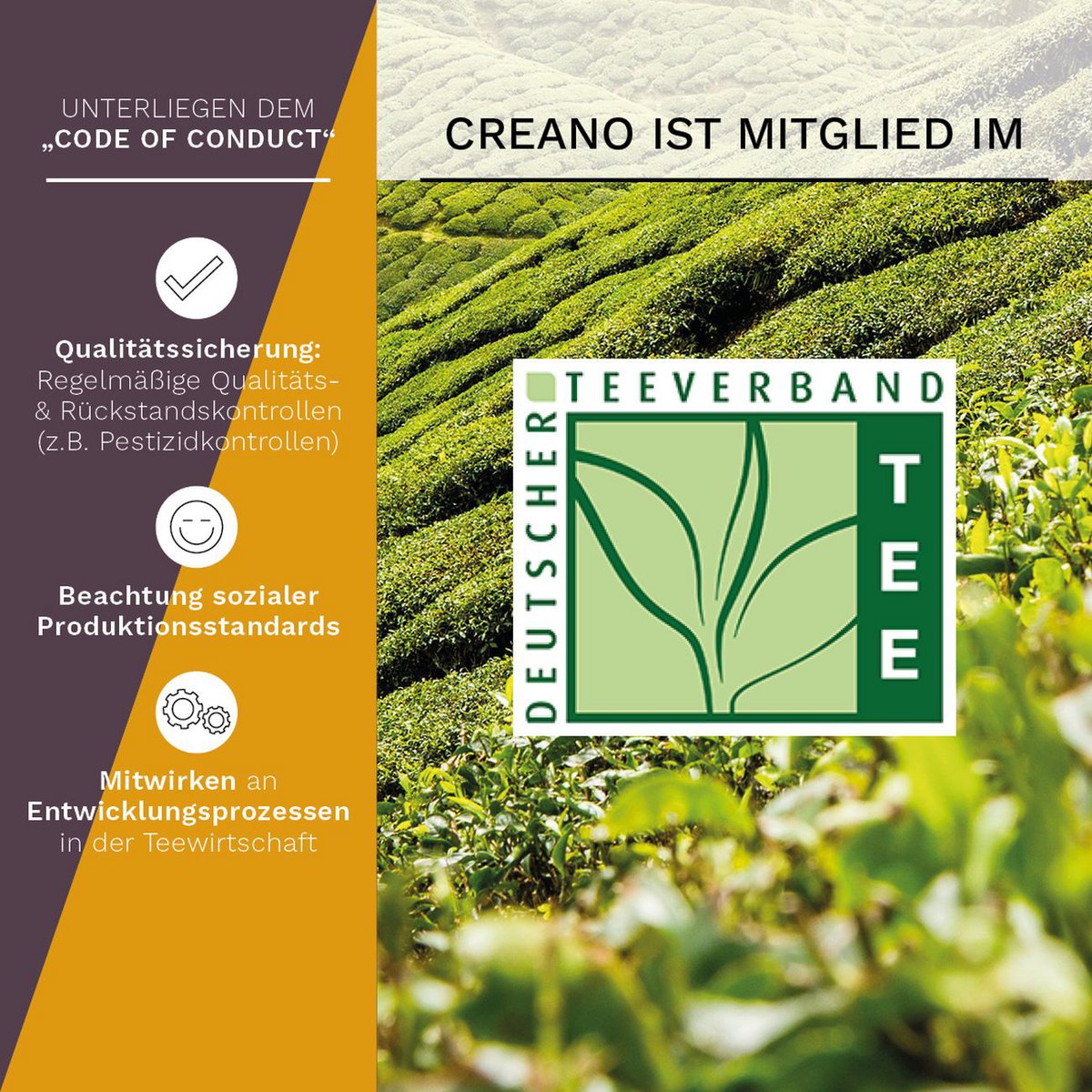 Creano Teelini Geschenkset Holzkiste 12er Sortiment