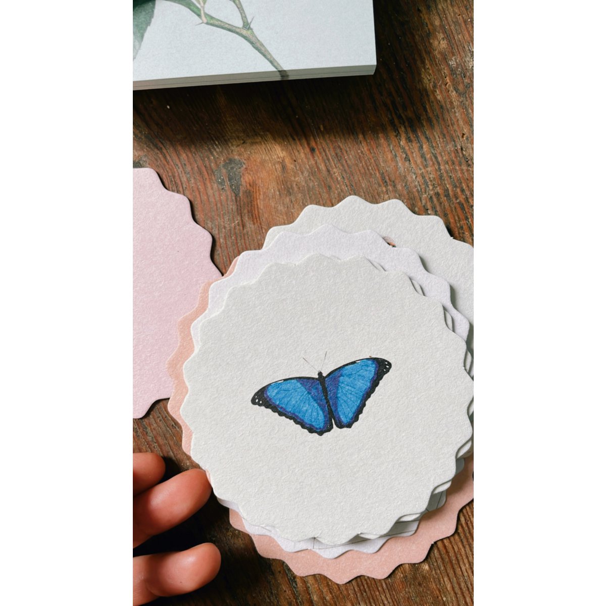 Coasters 10 motiver insekter - 12 sæt