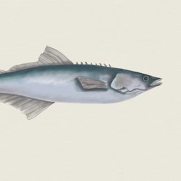 Affiche poisson