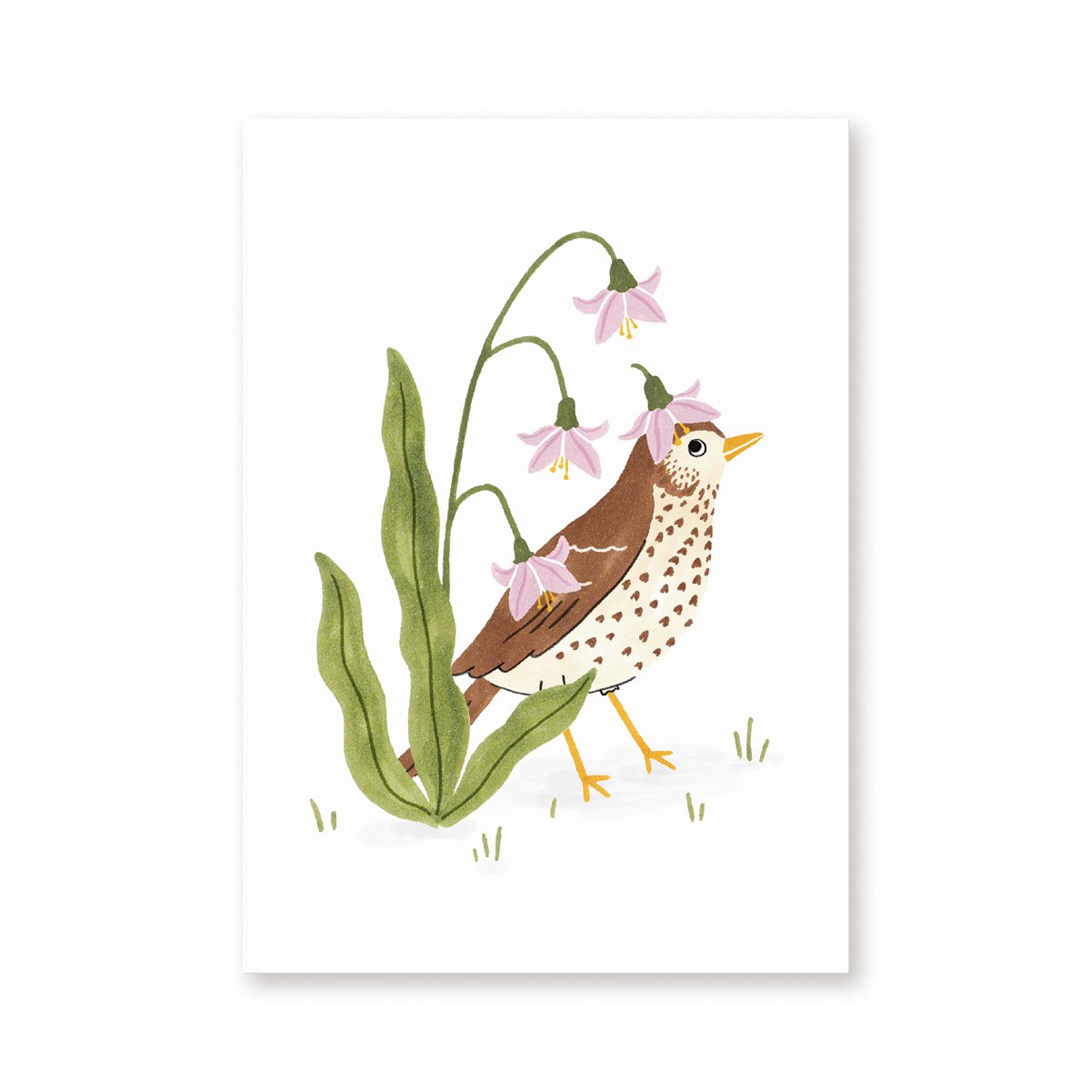 Postal | Canting THRUSH Pájaros