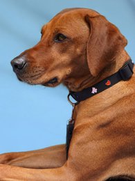 Herz Hundehalsband Anhänger