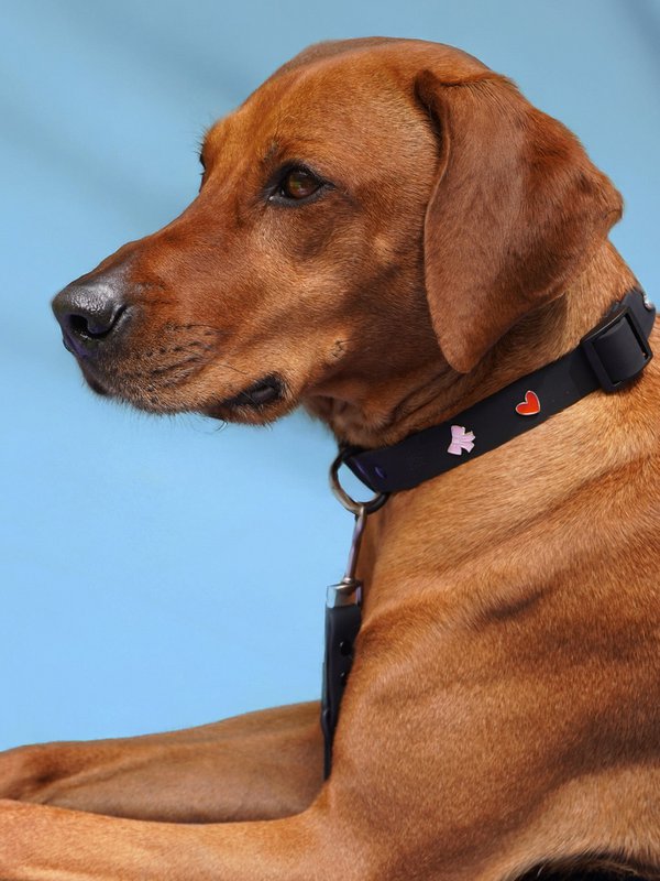 Herz Hundehalsband Anhänger