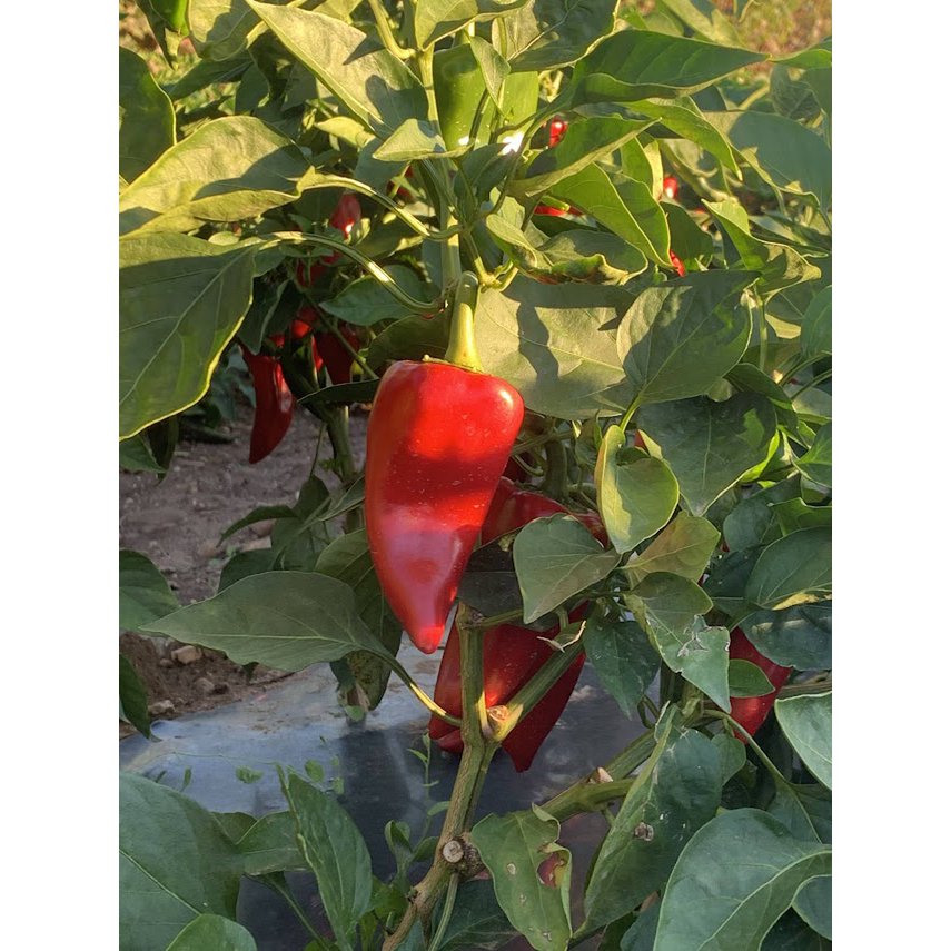 ORGANIC PIQUILLO PEPPERS