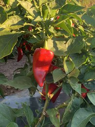 ORGANIC PIQUILLO PEPPERS