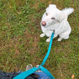 Waterproof multi-position leash Peacock blue