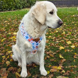 Spring Classic Harness