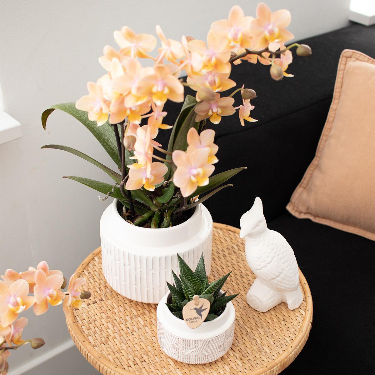 Kolibri Orchideen – Überraschungsbox-Mix – Pflanzen-Rabattbox – Überraschungsbox mit 4 verschiedenen Orchideen – frisch vom Züchter
