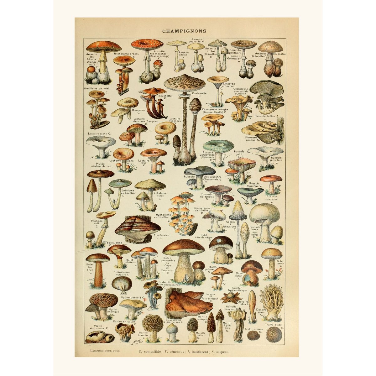Póster Setas Vintage - Millot