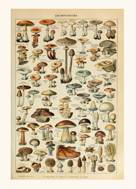 Póster Setas Vintage - Millot
