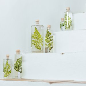 The Herbarium - submerged plant Green Luthi Fern
