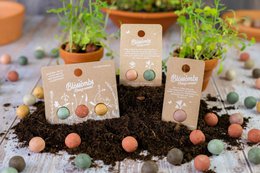 Giveaway Gift with 3 Flower Bombs - Colorful christmas
