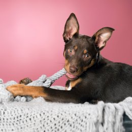 Elton Elephant Jr. - cultspeelgoed voor honden