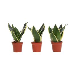  Three potted Sansevieria plants with green and yellow leaves in red pots.