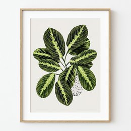 Maranta Plant Art Print