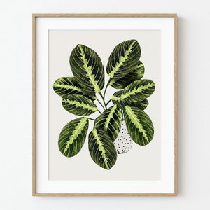 Maranta Pflanze Kunstdruck