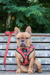 2-in-1 dog harness empowerment