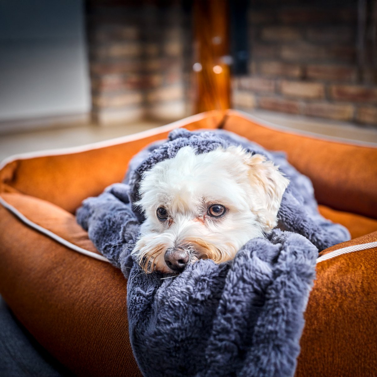 COZY Kuscheldecke für Hunde