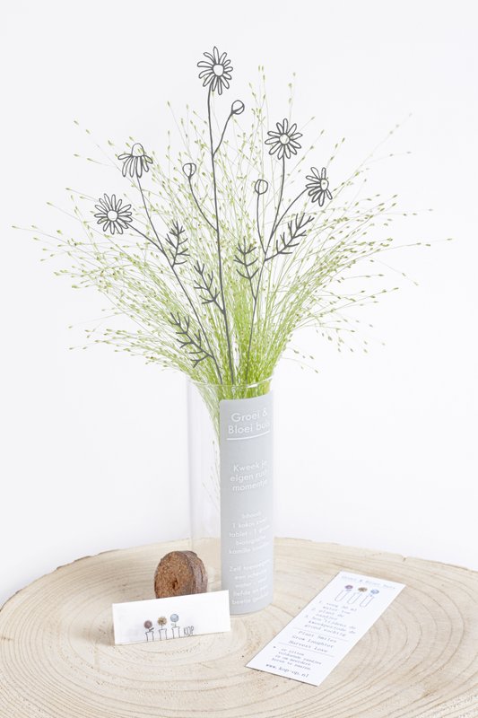AGOTADO: Grow & Bloom - Cultiva tu propio momento de tranquilidad... %23Manzanilla orgánica