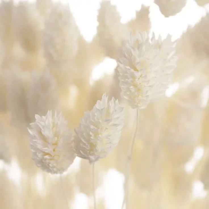 Wit Phalaris gedroogd bloemboeket