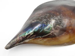 Dekorativ skal - Wadung Large