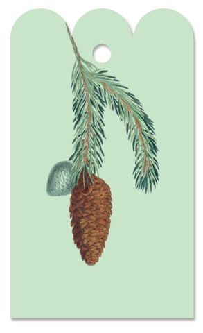 Gift Tag Picea