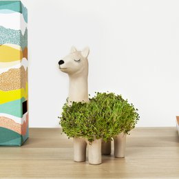 Gift Republic Blumentopf mit Chiasamen – Lama