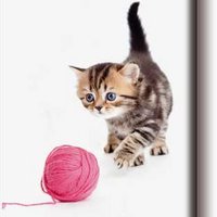Fridge magnet, Cat with ball of wool