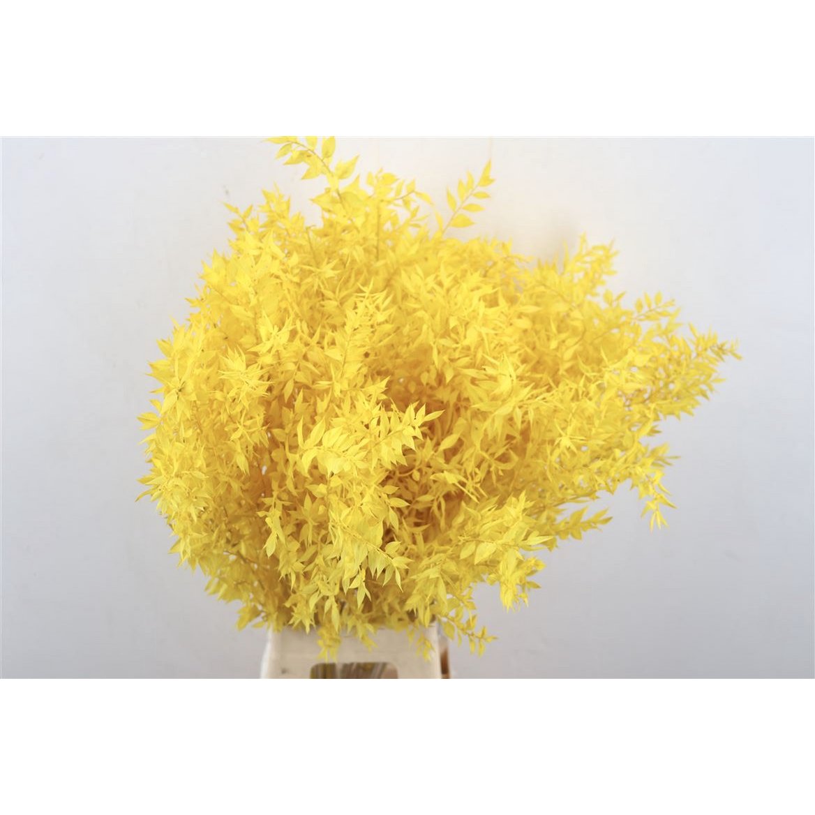 Ruscus - 70 cm - dried flowers