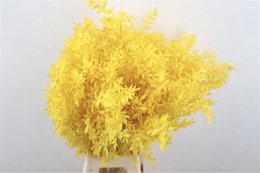 Ruskus - 70 cm - Trockenblumen