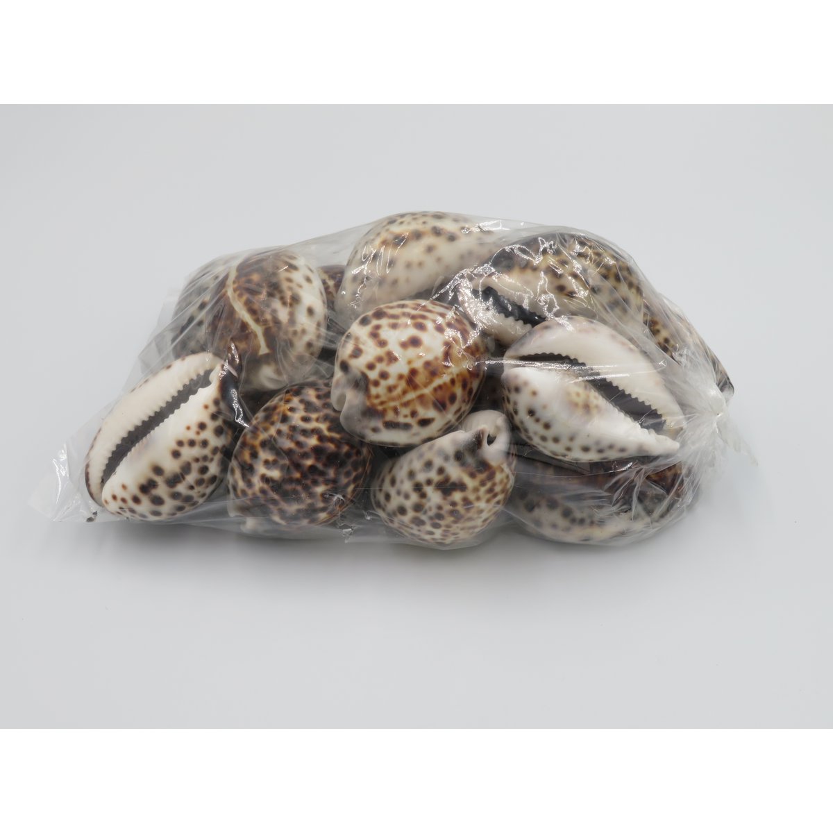 1KG Skorupa Tygrysa Kowok "Cypraea tigris"