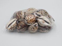 1KG Skorupa Tygrysa Kowok "Cypraea tigris"
