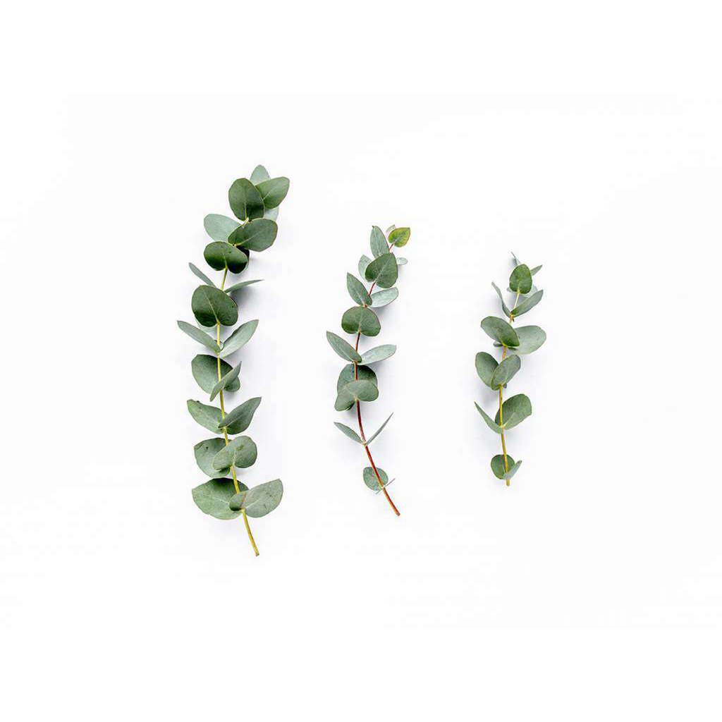 Eucalyptus - 100% Etherische Olie - 5 en 10 ml - Adviesprijs €6,95/€8,95)