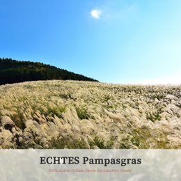 Pampasgras braun weiß 30 Stück