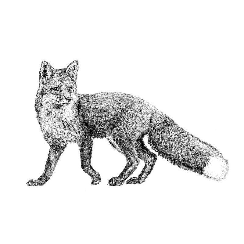 Estampados de animales del bosque
