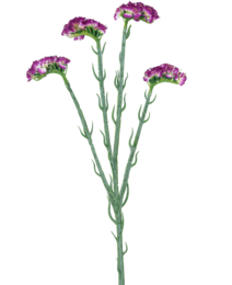 Artificial branch Statice 64 cm dark purple