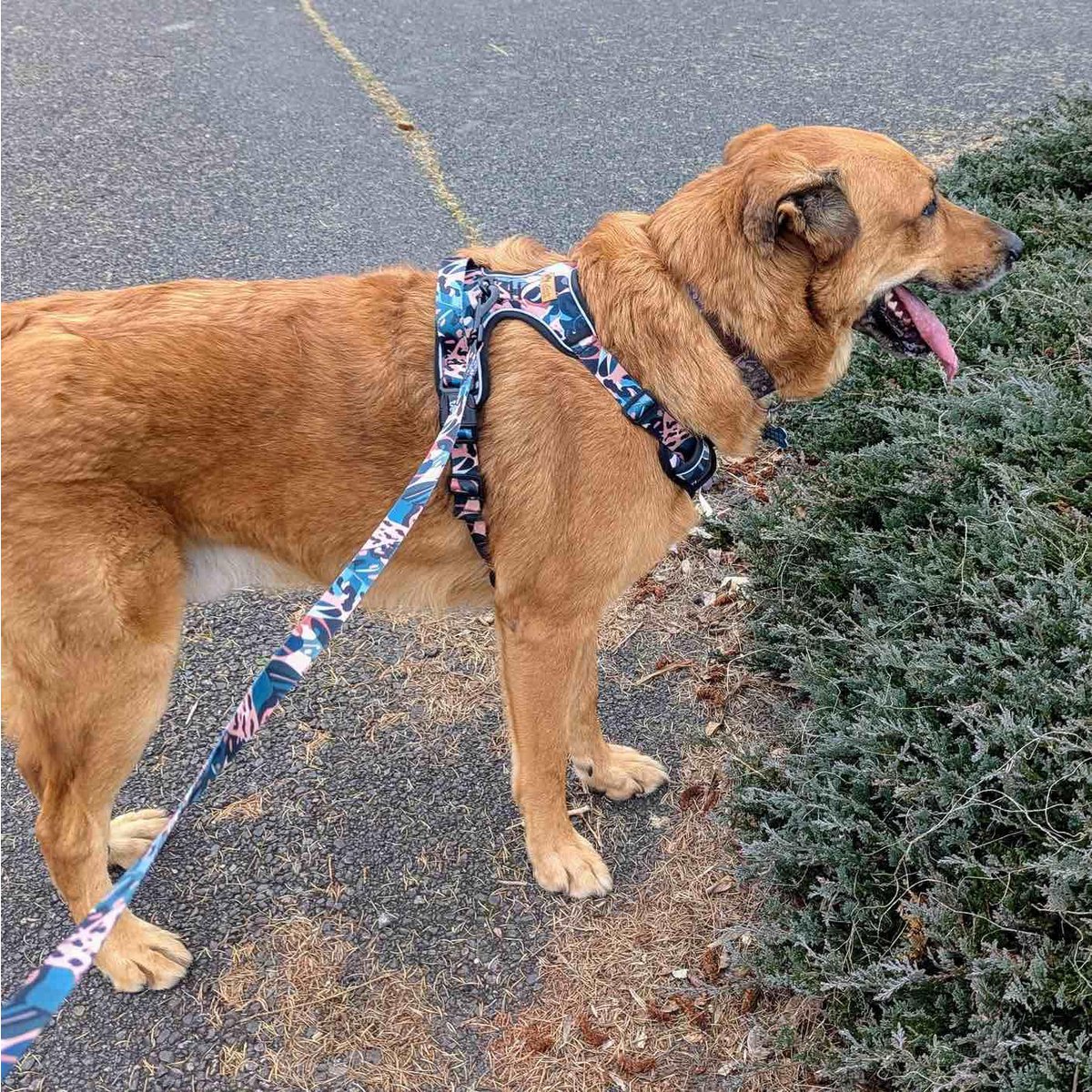 Savane Comfort Y Harness