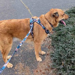 Savane Comfort Y Harness